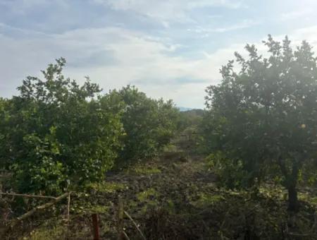 Einzeleigentumsurkunde 5617M2 Zitronengarten Zum Verkauf In Tepearası