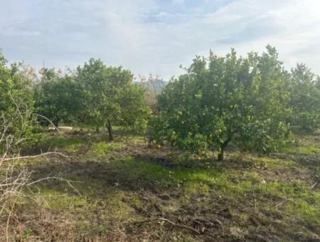 Einzeleigentumsurkunde 5617M2 Zitronengarten Zum Verkauf In Tepearası