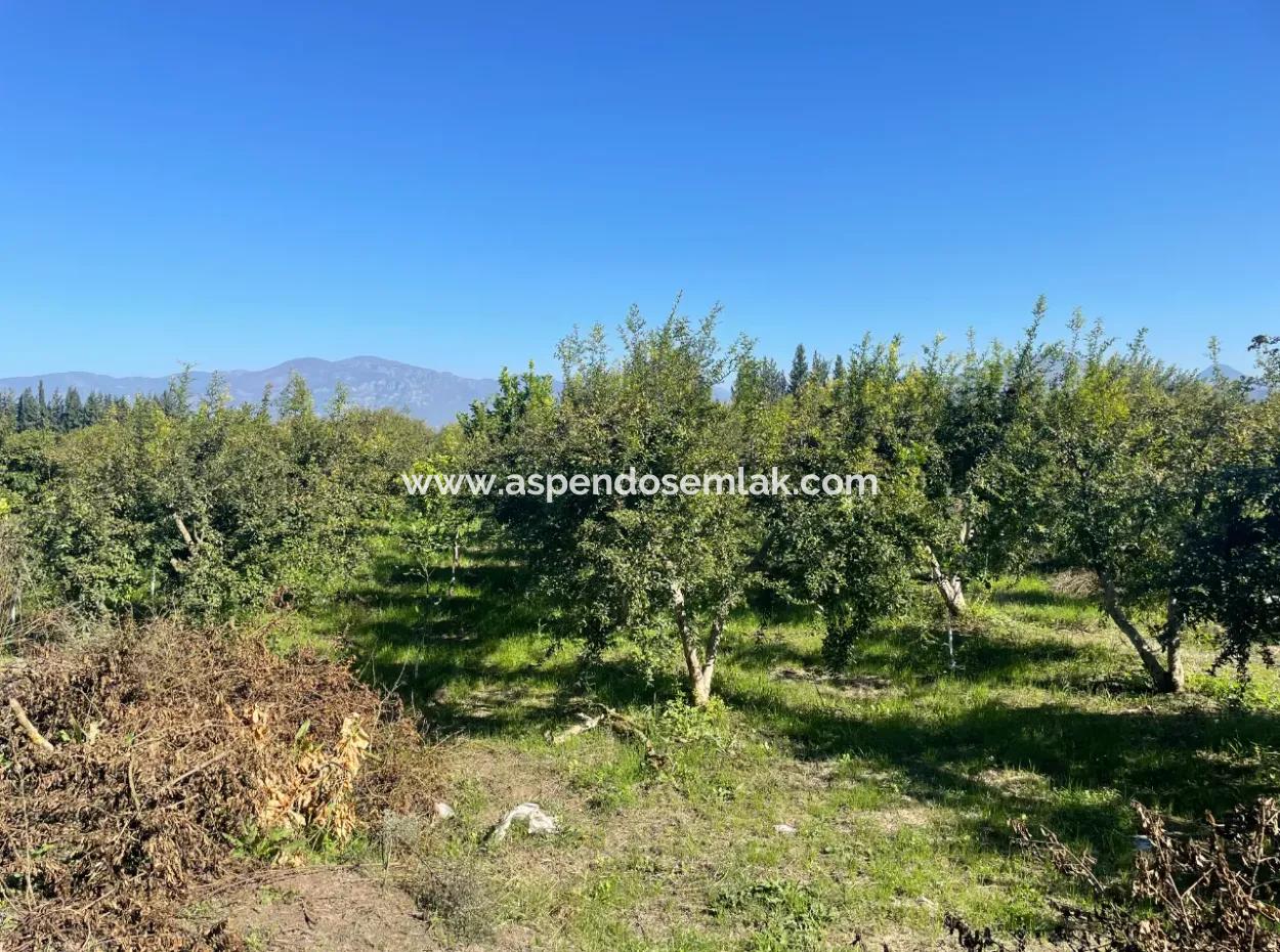 2223M2 Fields For Sale In Dalyan