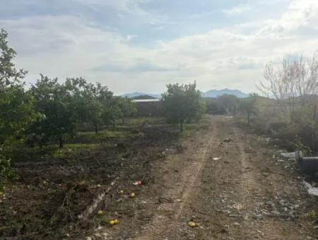 Single Title Deed 5617M2 Lemon Orchard For Sale In Tepearası