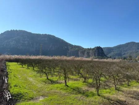 5985M2 5% Zoned Land For Sale In Dalyan As Vineyard Garden