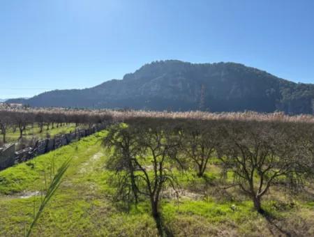 5985M2 5% Zoned Land For Sale In Dalyan As Vineyard Garden