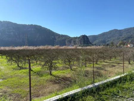 5985M2 5% Zoned Land For Sale In Dalyan As Vineyard Garden