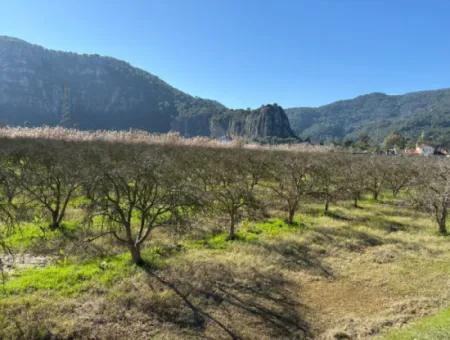 5985M2 5% Zoned Land For Sale In Dalyan As Vineyard Garden