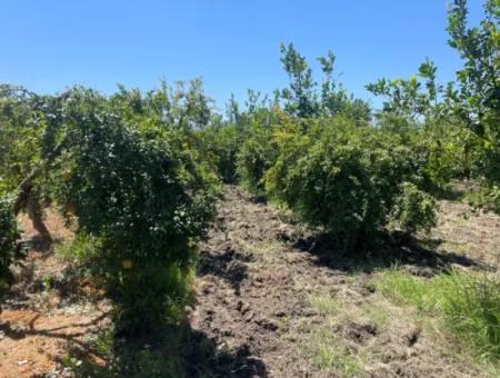 Road-New 6820M2 Pomegranate And Lemon Orchard Is For Sale In Tepearası