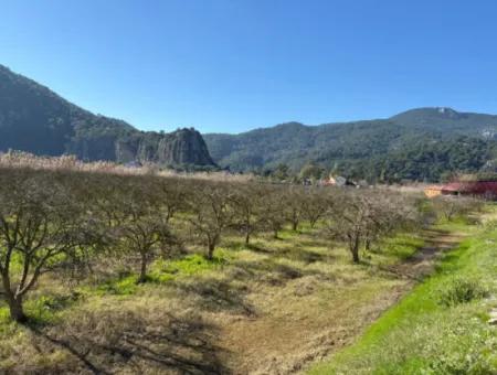 Dalyan'da Bağ Bahçe Olarak 5985M2 %5 İmarlı Satılık Arsa