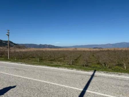 Dalyan'da Bağ Bahçe Olarak 5985M2 %5 İmarlı Satılık Arsa